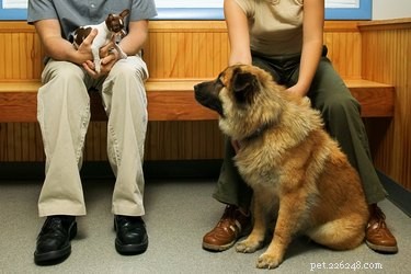 Hur vet hundar att de är hos veterinären?