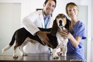 Как собаки узнают, что они у ветеринара?