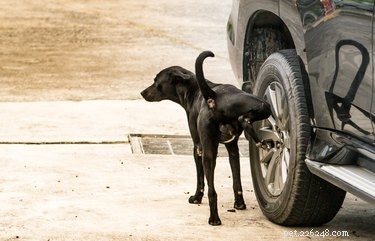 Waarom plassen honden op autobanden?