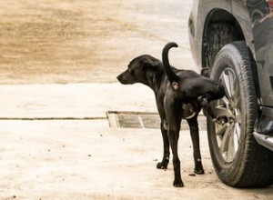 Por que os cães fazem xixi nos pneus do carro?