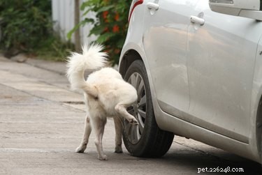 Varför kissar hundar på bildäck?