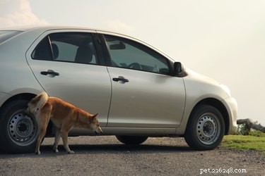 개가 자동차 타이어에 오줌을 싸는 이유는 무엇입니까?