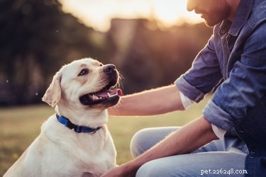 개가 인간을 돕도록 동기를 부여하는 것은 무엇입니까?