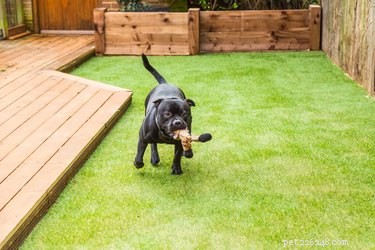 우리 강아지가 가짜 잔디에 오줌을 싸지 않는 이유는 무엇입니까?
