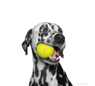 Proč mají psi tak rádi tenisové míčky?