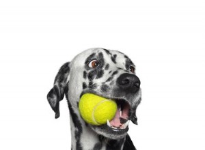 개가 테니스 공을 좋아하는 이유는 무엇입니까?