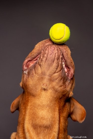 Varför gillar hundar tennisbollar så mycket?