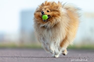 Por que os cães gostam tanto de bolas de tênis?