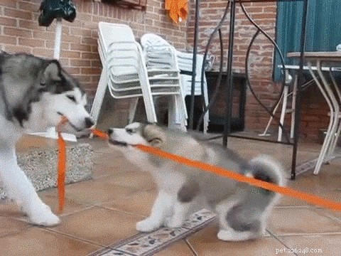 Waarom houden honden zo van touwtrekken?
