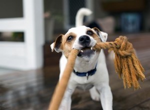 Varför gillar hundar dragkamp så mycket?