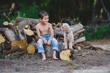 O guia de Kim Brophey para entender o comportamento dos cães é o alerta que os pais precisam
