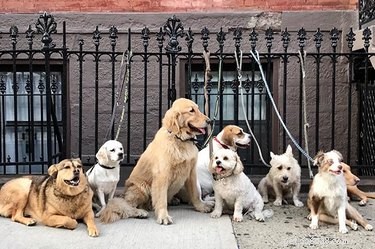 Průvodce Kim Brophey, jak porozumět chování psů, je budík, který rodiče domácích mazlíčků potřebují