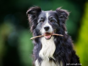 Varför gillar hundar att äta pinnar?