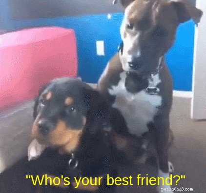 Как собаки выбирают друзей?