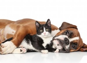 犬と猫はいつ死ぬのか本当に知っていますか？ 