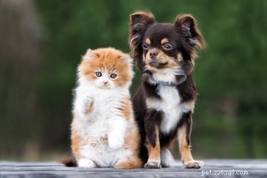 개와 고양이는 내가 화가 났을 때 알 수 있습니까?
