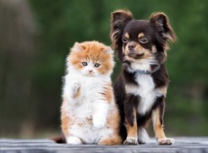 犬と猫は私がいつ怒っているか知っていますか？ 