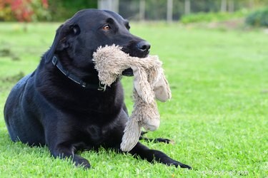 Como os cães escolhem seu brinquedo favorito?