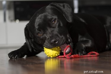 Come fanno i cani a scegliere il loro giocattolo preferito?