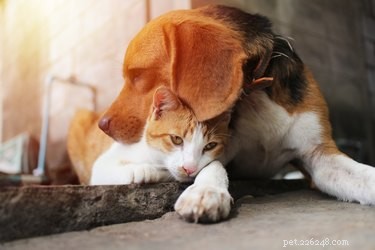 Může se pes zamilovat do kočky?