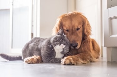 Kan en hund bli kär i en katt?