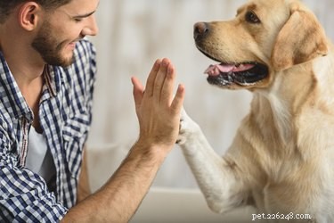 Honden vertonen meer menselijk gedrag dan enig ander dier