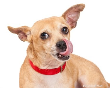 Se seu cachorro lambe a boca, verifique sua atitude