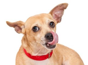 犬が口を舐めている場合は、態度を確認してください