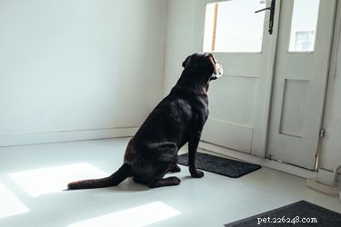 犬は、家に帰る前に家に帰ったときにそれを感知できますか？