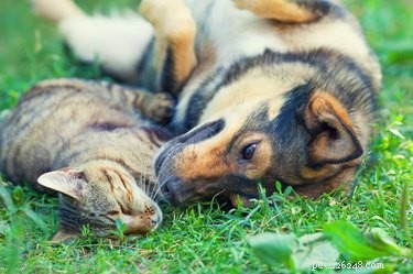 Os cães são melhores amigos do que os gatos?