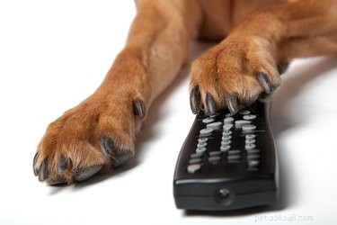 Kan honden schrikken als ze naar enge films kijken?