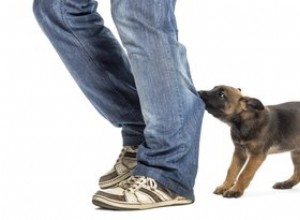 Är vissa hundar födda aggressiva?