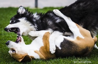 Alcuni cani sono nati aggressivi?