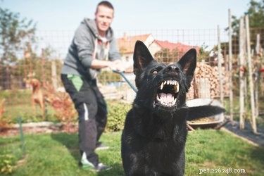 Är vissa hundar födda aggressiva?