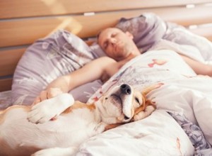 Ska du väcka en hund ur en mardröm?
