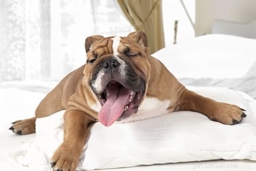 Měli byste probudit psa z noční můry?