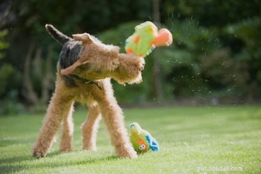 Waarom schudden honden met hun speelgoed?