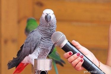 話すためにどんな鳥を教えることができますか？ 