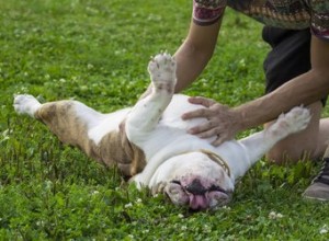 Proč mají psi rádi masáž břicha?