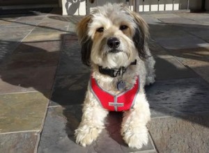 Recension:My Canine Kids Harness