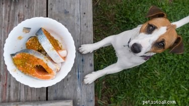 Hoeveel zout is ongezond voor honden?