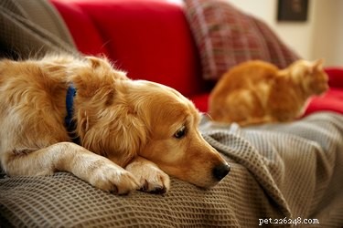 9 tips för att minimera mjäll i husdjur