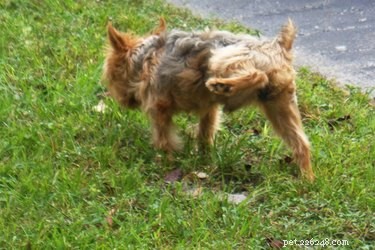 Varför lyfter hanhundar sina ben för att kissa?