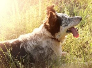Tecken på skallerormsbett hos hundar