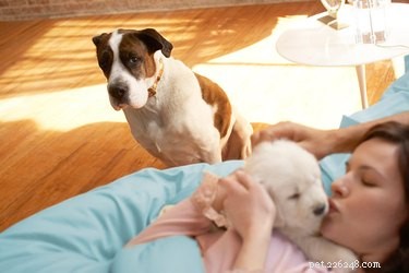 개가 새로 태어난 강아지에게 으르렁거리는 것이 괜찮습니까?