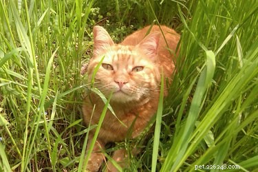 Rozhovory o roztomilosti Červená kočka Sissi