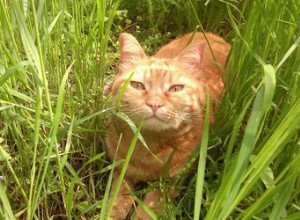 Rozhovory o roztomilosti Červená kočka Sissi