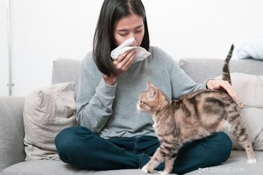 猫の喘息と毛玉 