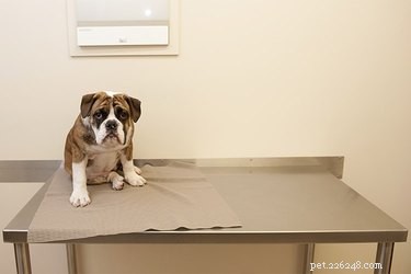 A castração reduzirá a ansiedade dos meus cães?