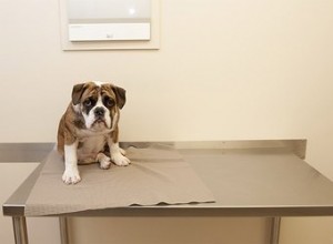 避妊去勢手術は私の犬の不安を軽減しますか？ 